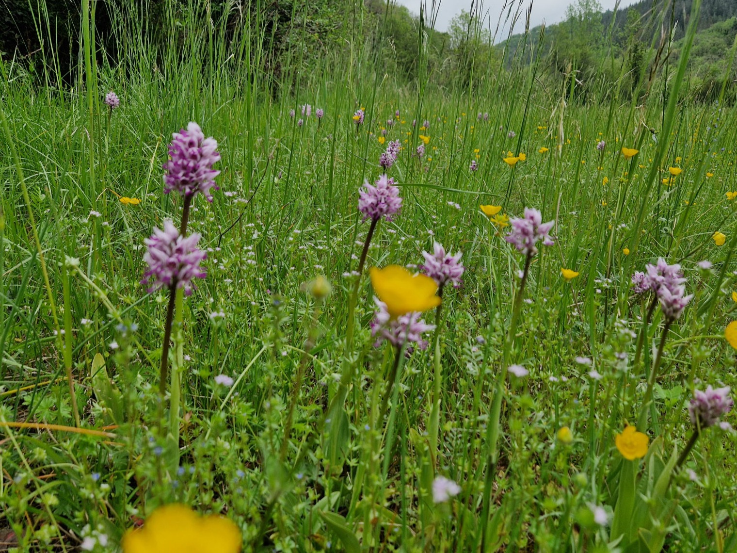 Wild flower meadow