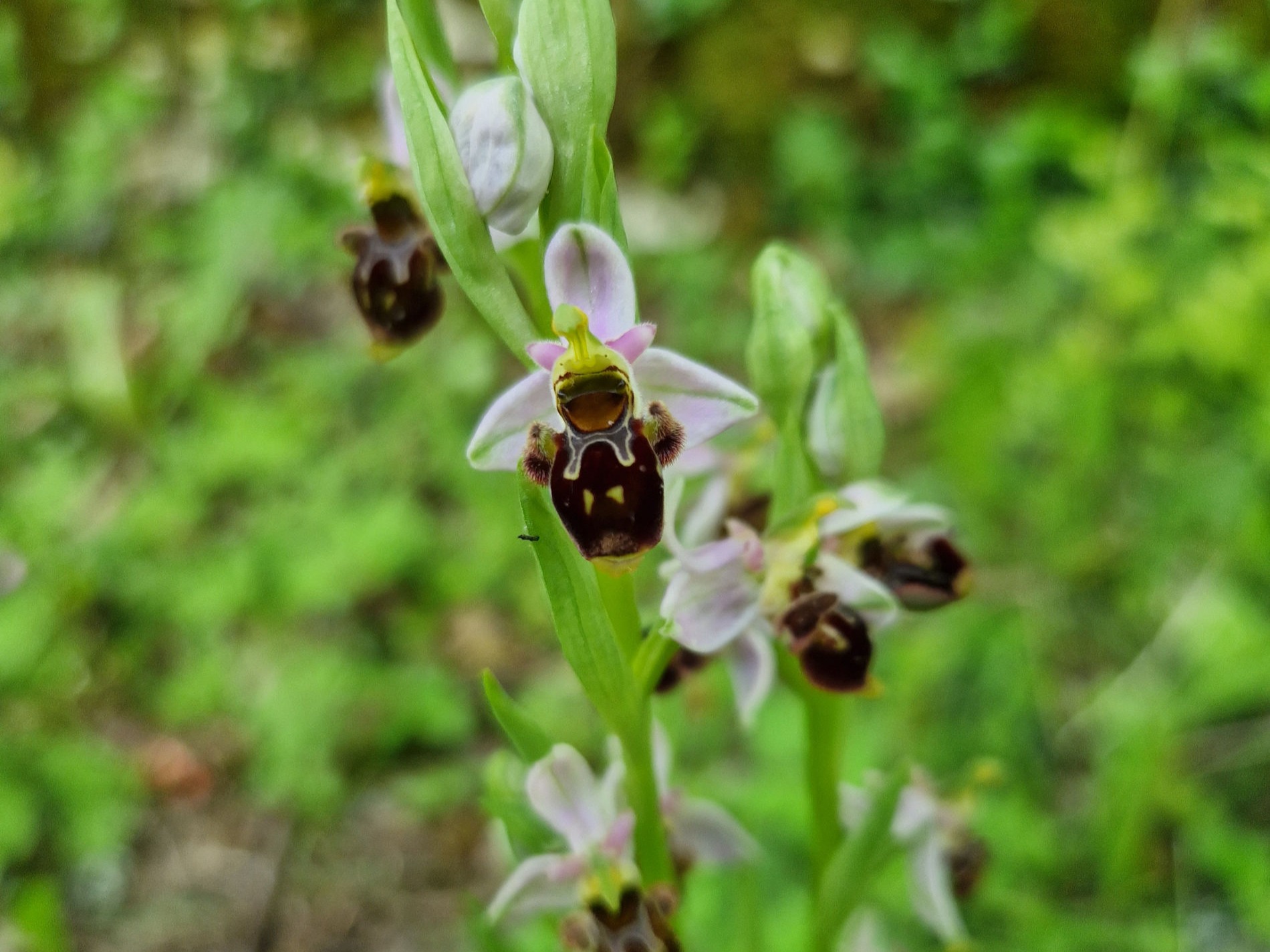 Bee Orchid